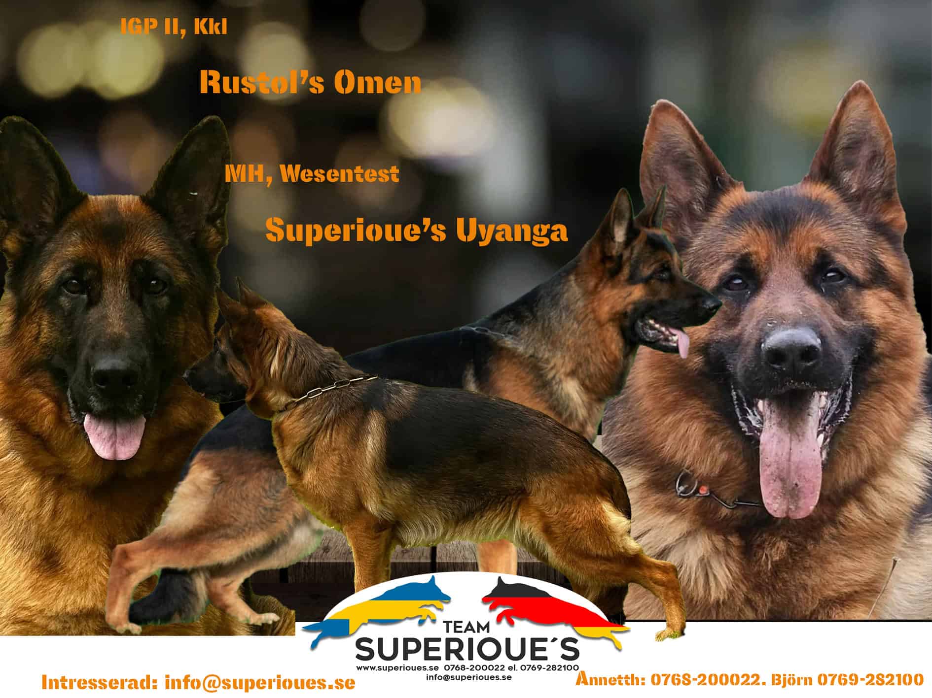 Uyanga annons kopiera